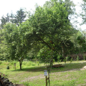 Alter Obstbaumbestand in Befis NaturGarten